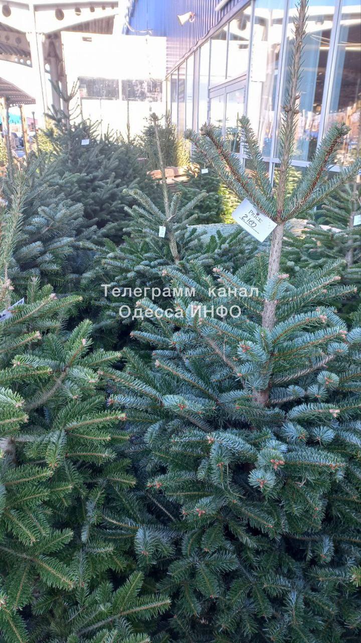 В Одесі почали продавати ялинки за космічними цінами (фото)